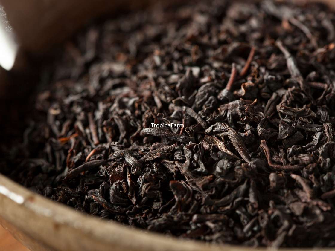 Black Tea Close Up