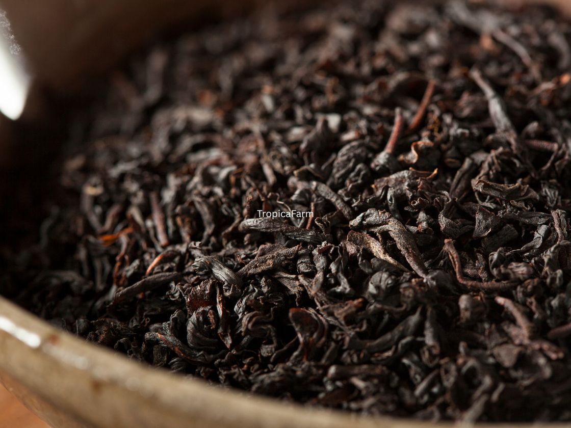Black Tea Preview