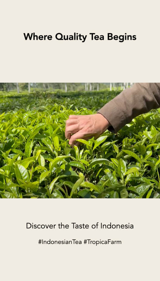 Tea Harvesting Process