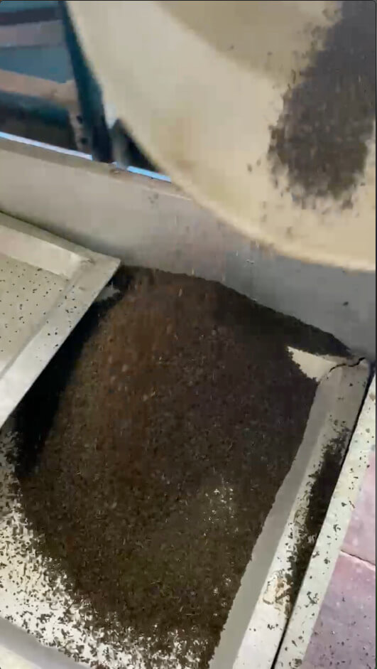 Tea Crushing Process