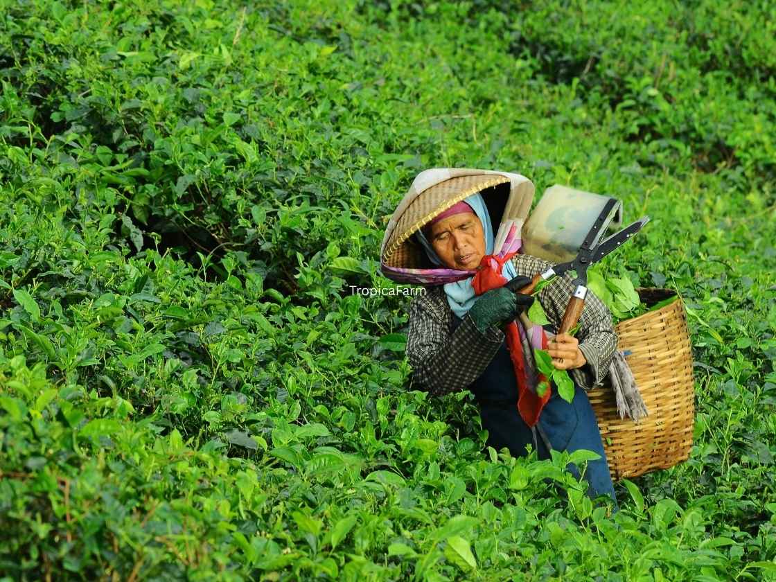 Tea Harvesting