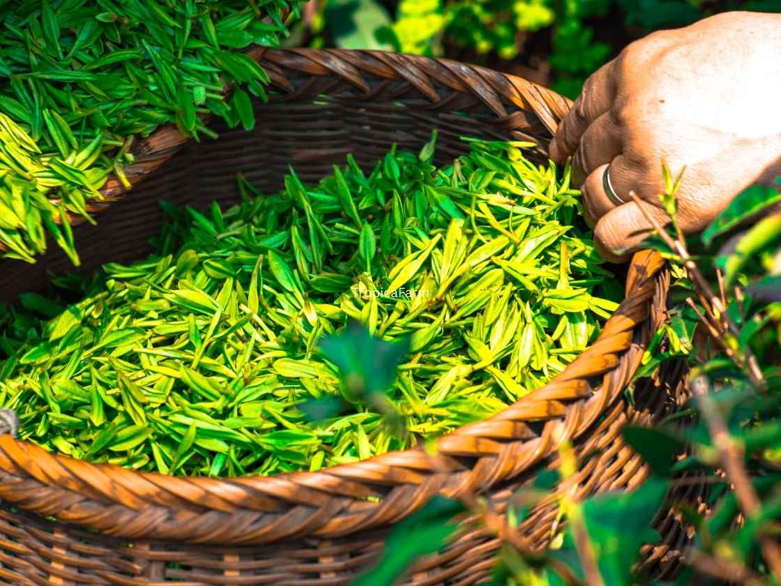 Tea Shoots