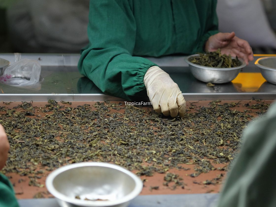 Tea Sorting